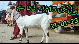 BAKRA MANDI 2023  Hub Chowki Bakra Mandi  03072287700  BY NADIR WINDER [upl. by Schilling630]