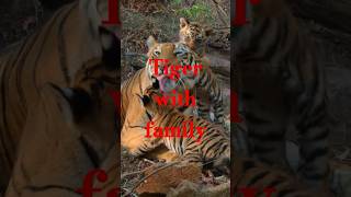 Tiger with his family wildanimallife tigerfamilylife jimcorbettnationalpark jimcorbett [upl. by Anaujat]