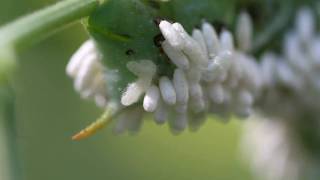 Parasitoidinfested Tobacco Hornworm  larvae spinning cocoons [upl. by Nevla56]