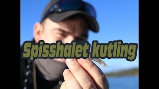 Spisshalet kutling i Oslofjorden Friess goby in Oslofjorden [upl. by Shayna]