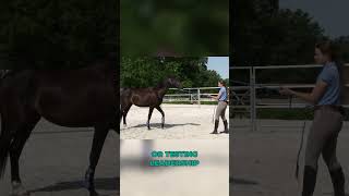 Make sure your horse knows THIS before you ride younghorse horestraining groundwork horseriding [upl. by Hayyifas]