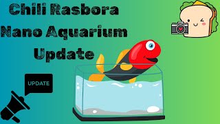 Chili Rasbora Nano Aquarium Update Fall 2024 [upl. by Kcirdet187]