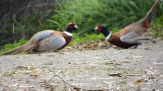 Male RingNecked Pheasants Fighting [upl. by Georgia]