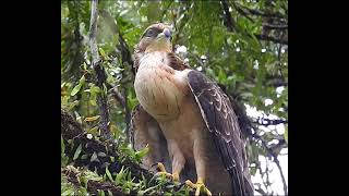 Crested Honey Buzzard older fledgling Day 20  tennis ball breast [upl. by Thorlay]