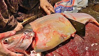 Pangasius amp Pangas Catfish Cutting  Fish Cutting Skills  Fish Cutting Expert 2024 [upl. by Lednew]