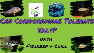 Can Corydoradinae Tolerate Salt Myths vs Facts [upl. by Vassili]