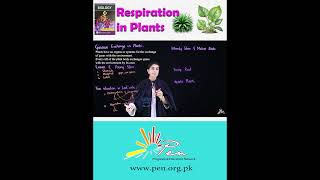 Respiration in Plants I learn How plants respiration happened I biology [upl. by Baoj]