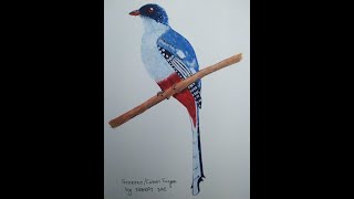 How to draw TocororoCuban Trogon  Watercolor [upl. by Annamaria]