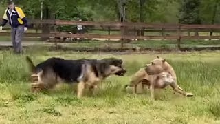 German Shepherd Attacks Pitbull OFF LEASH PARK [upl. by Asaeret336]