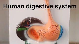 Human digestive system  Alimentary Canal [upl. by Sukul]