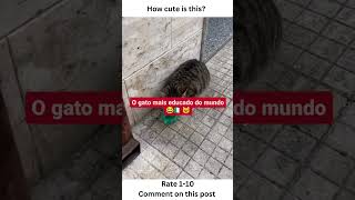 Italian Cat meows quotBuongiornoquot [upl. by Harpp]