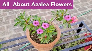 All about Azalea plant care Azalea plant grow care fertilizer n soil mix Hindi shampysgarden [upl. by Aikenahs]