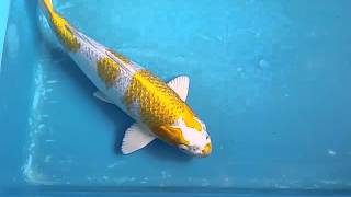 15quot Gin Rin Hariwake Koi Carp fish for sale  love aquatics [upl. by Yhtuv]