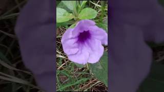 Ruellia tuberosa flower 🍀 trending viralshorts music shortfeed flowers [upl. by Vi]