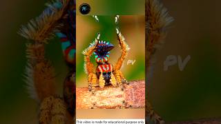 😱Wow What a beautiful peacock spider dance [upl. by Damek]