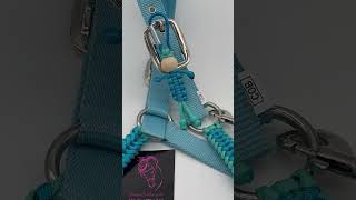 Turquoise Headcollar IMG 4126 [upl. by Rocca]