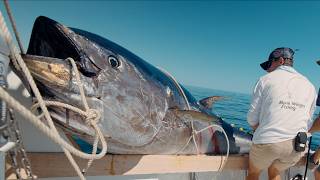 MASSIVE 10ft Tuna We Broke a Record Commercial Bluefin Tuna Fishing [upl. by Eniluqaj]