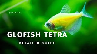 GLOFISH WIDOW TETRA CARE GUIDE  HOW TO CARE FOR GLOFISH  WIDOW TETRA [upl. by Aicirtam490]