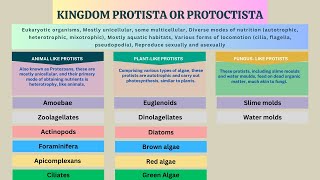 Kingdom Protista Protozoans Algae Slime molds Water molds  Biology Class 11 Chapter 7 [upl. by Tare]