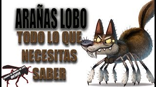 ARAÑAS LOBO  TODO LO QUE NECESITAS SABER [upl. by Losse]