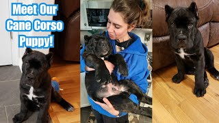 Our New Cane Corso Puppy [upl. by Ahsenek]