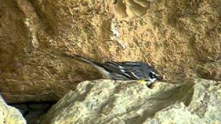 Foraging Yellowrumped Warbler [upl. by Masterson]