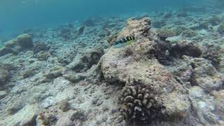 🇲🇻 Jansens wrasse Snorkeling 🐠  Rasdhoo Bikini Beach Maldives 🏝 [upl. by Ettenotna]