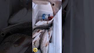 A 2 person Georgia Redfish limit redfish redfishing spottailbass reds georgiafishing [upl. by Sayers396]