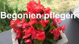 Begonien pflegen pflanzen düngen gießen überwintern Standort Eisbegonie Begonia [upl. by Aiynot612]