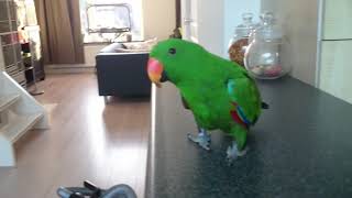 Running eclectus parrot so funny [upl. by Bjork]