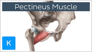 Pectineus Muscle  Origin Insertion Function amp Innervation  Anatomy  Kenhub [upl. by Humphrey]