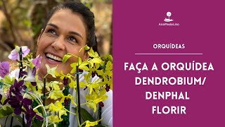 2 TIPOS DE PLANTIOS PARA FAZER ORQUÍDEA ENRAIZAR MUITO [upl. by Aillicec]