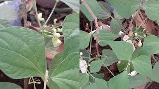 French beans plant [upl. by Annadiane406]