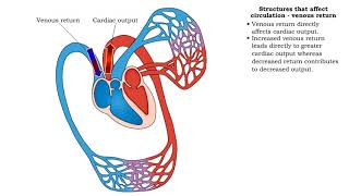 Structures that affect circulation  venous return [upl. by Llertnod]