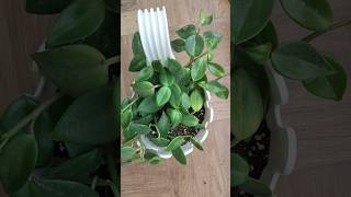 Repotting Peperomia plant shorts [upl. by Bastien245]