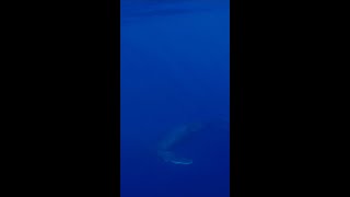 When Will you See the Most Whales on Maui [upl. by Anawd]