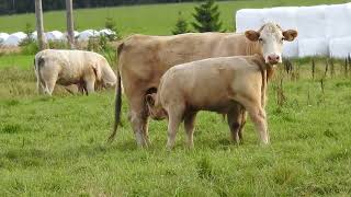 Charolais med kalv [upl. by Peterman]