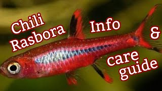 Chili Rasbora Info and Care Guide [upl. by Ahsed301]