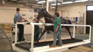 treadmill test part1 standardardbred pacer [upl. by Yerahcaz]