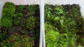 How to Propagate Your Own Moss [upl. by Reinwald]