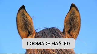 Loomade hääled [upl. by Katya]