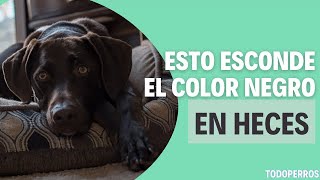 Por qué mi perro DEFECA NEGRO y NO QUIERE COMER 🐶😖 [upl. by Cerveny]