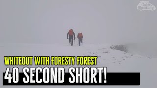 Spending the day with Foresty Forest  Short [upl. by Ezalb]