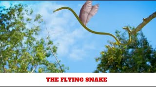 The Flying Snake [upl. by Nap]