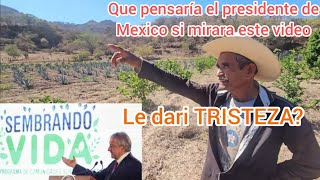 EL PROGRAMA SEMBRANDO VIDA DEL PRESIDENTE DE MEXICO ES UN FRACASO O UN TRIUNFO USTEDES QUE OPINAN [upl. by Wallache]