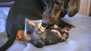 Dachshund 2nd Puppy Birth [upl. by Conte]