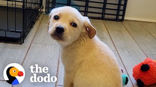 Rescue Puppy Owns Her Foster Mom  The Dodo [upl. by Gombach]