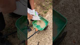 Reseeding The Lawn  lawncare seed grass shorts fall lawn [upl. by Tsirc]