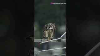 Gavião carijó O Caçador Urbano de São Paulo animals pets curiosidades curiosidade [upl. by Remliw230]