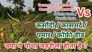 Cassia Occidentalis VS Cassia tora  इन दोनों की पहचान क्या है  कौन सा जहरीला है   पमार कसौंदी [upl. by Tychonn]